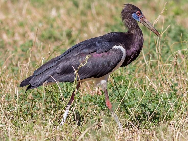 Abdim's Stork