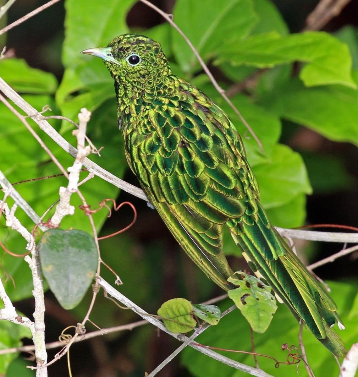 African Emerald Cuckoo