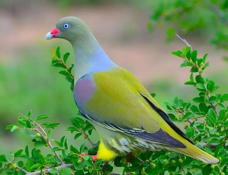 African Green-Pigeon