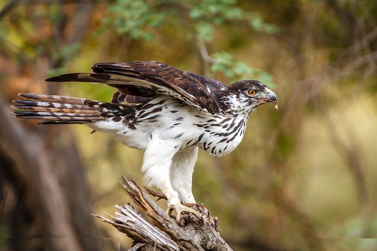African Hawk-Eagle