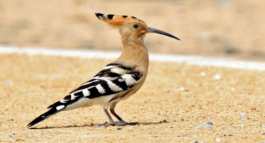 African Hoopoe
