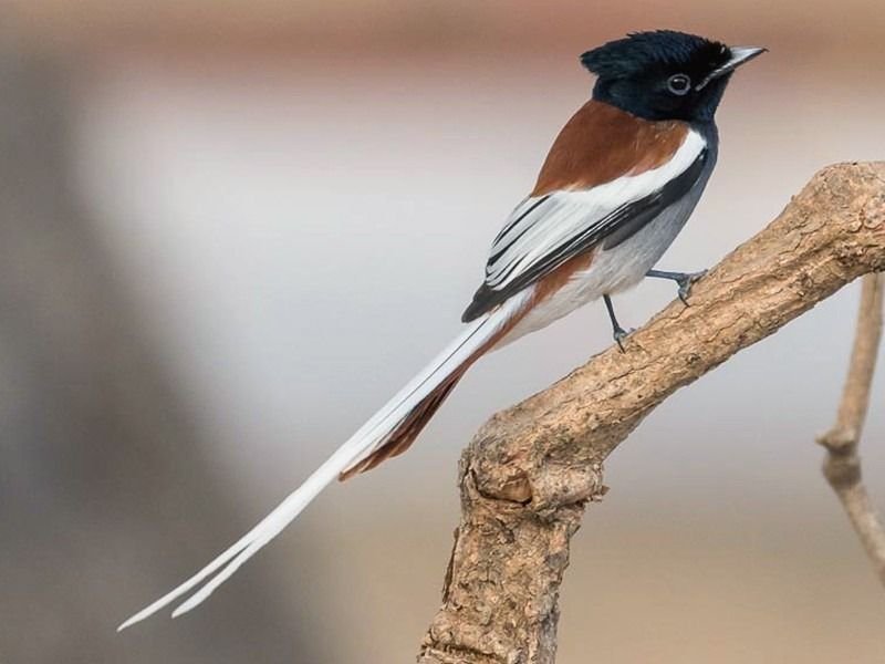 African Paradise-Flycatcher