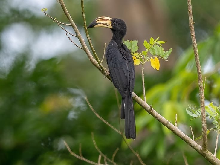 African Pied Hornbill