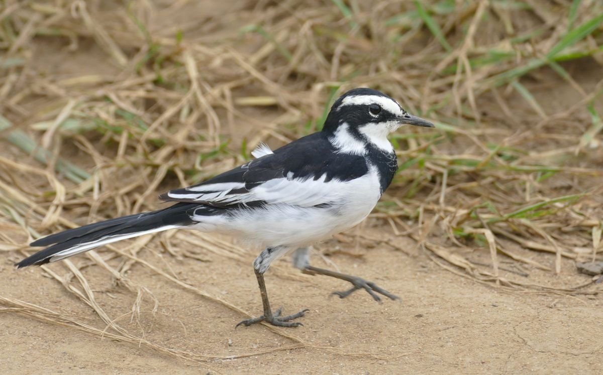 African Pied Wagtail