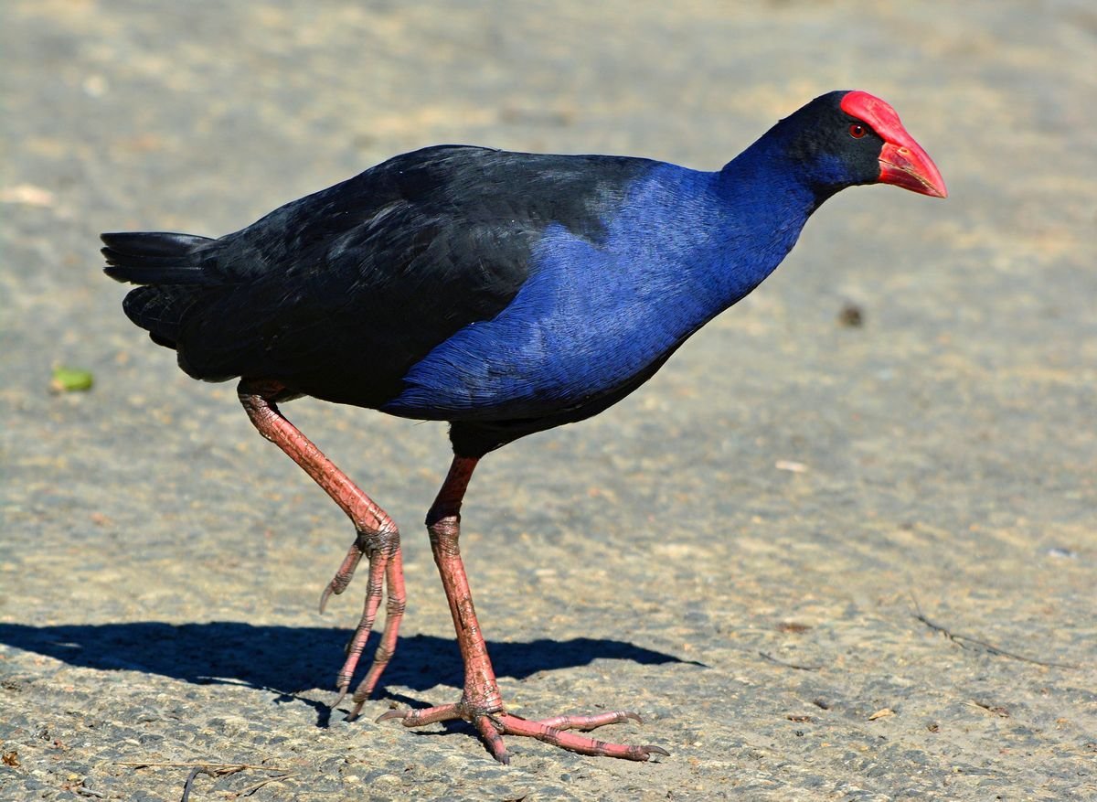 African Purple Swamphen
