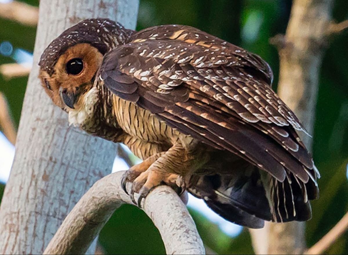 African Wood Owl