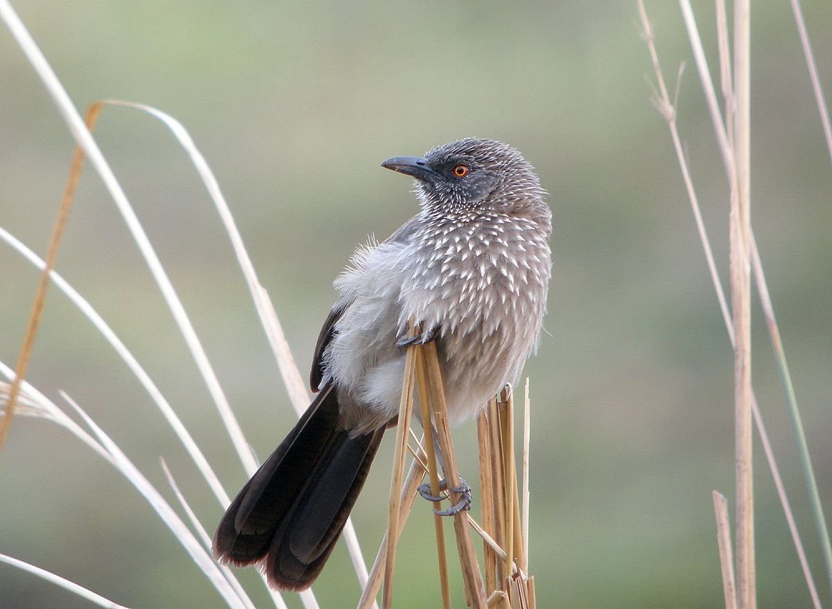 Arrow-marked Babbler