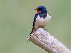 Barn Swallow