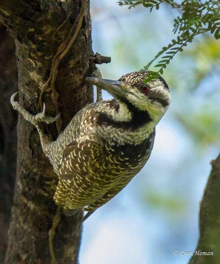 Bearded Woodpecker