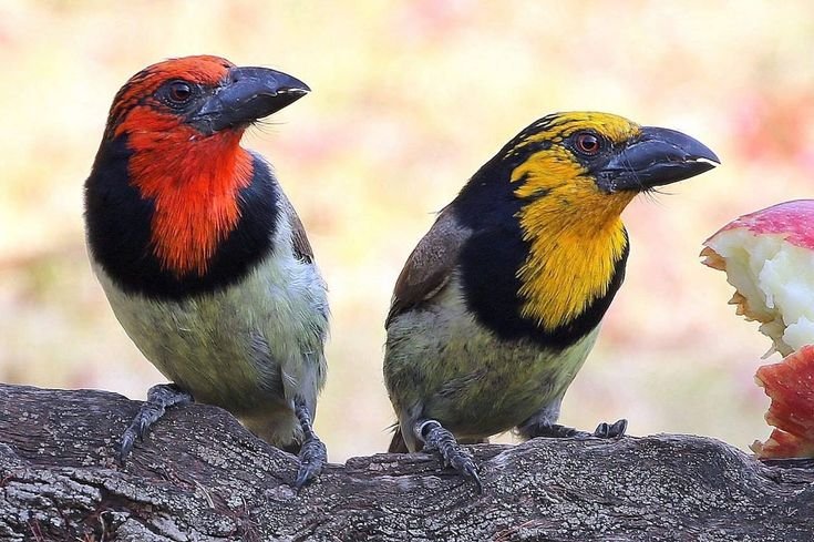 Black-collared Barbet