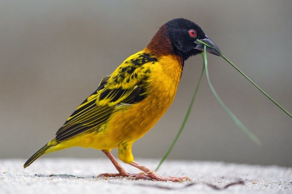 Black-headed Weaver
