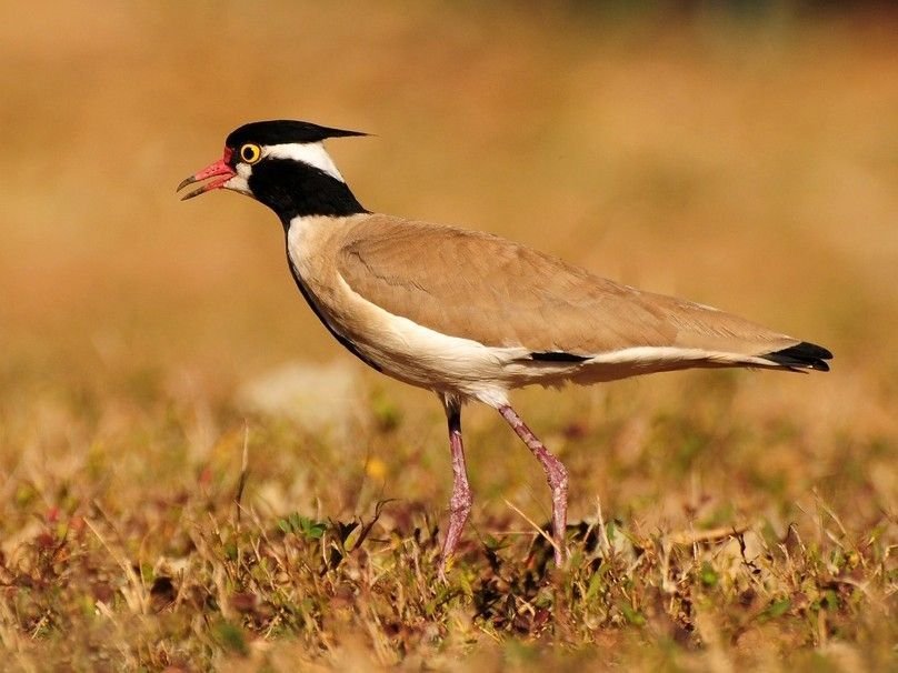 Black-winged Lapwing