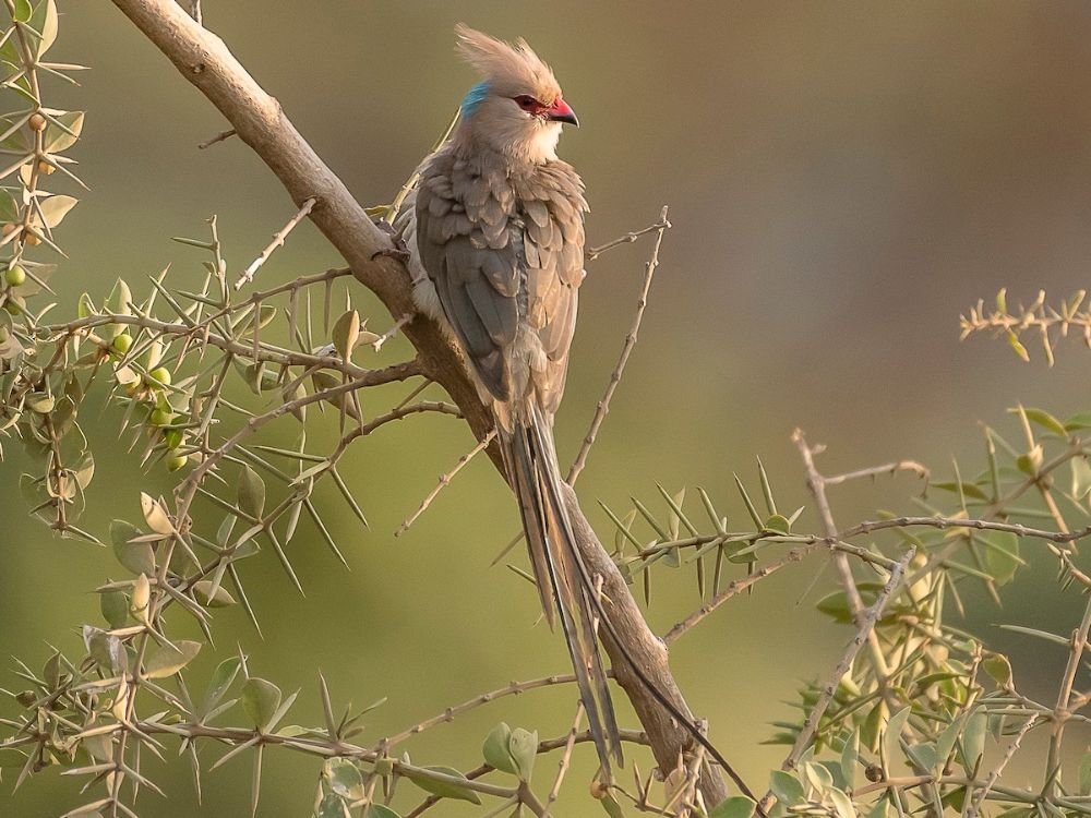 Blue-naped Mousebird