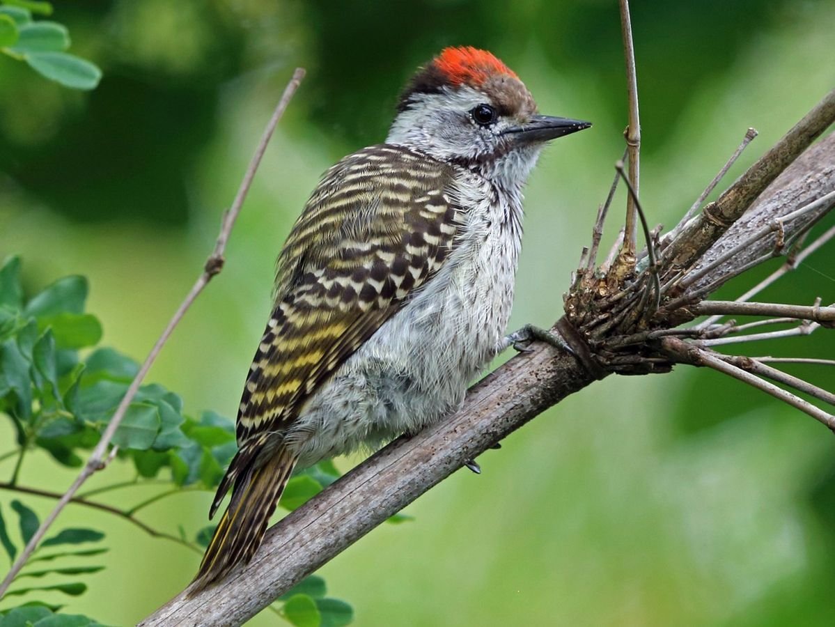 Cardinal Woodpecker