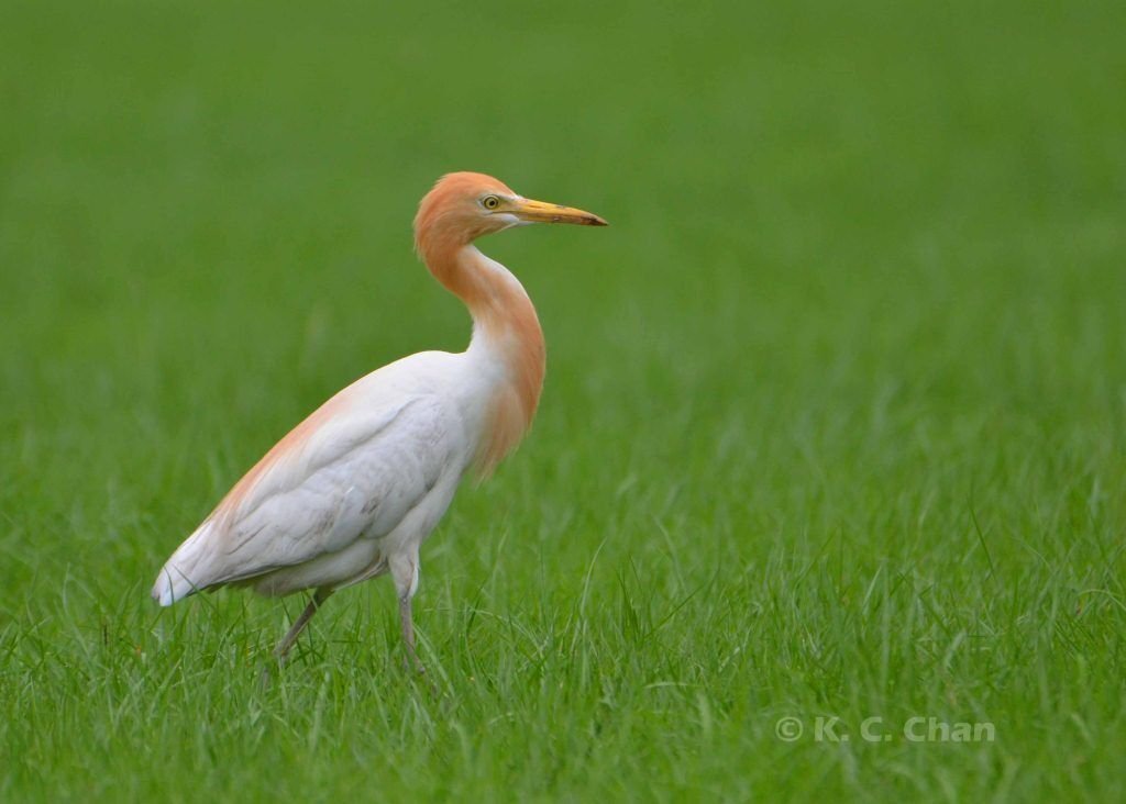 Cattle Egret