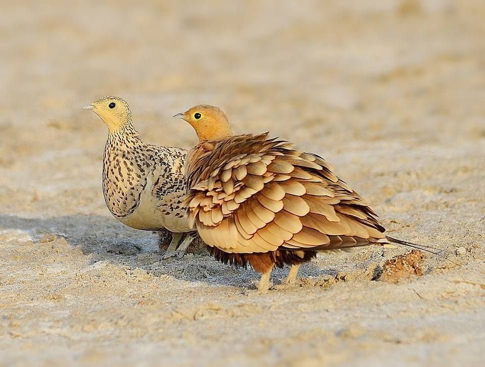 Chestnut-bellied Sandgrouse