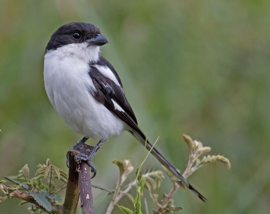 Common Fiscal