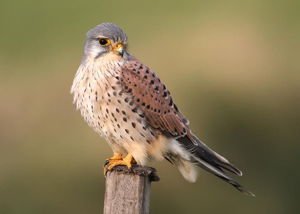 Common Kestrel