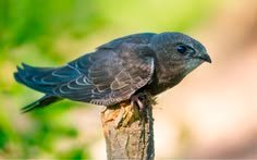Common Swift