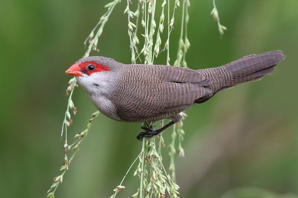 Common Waxbill