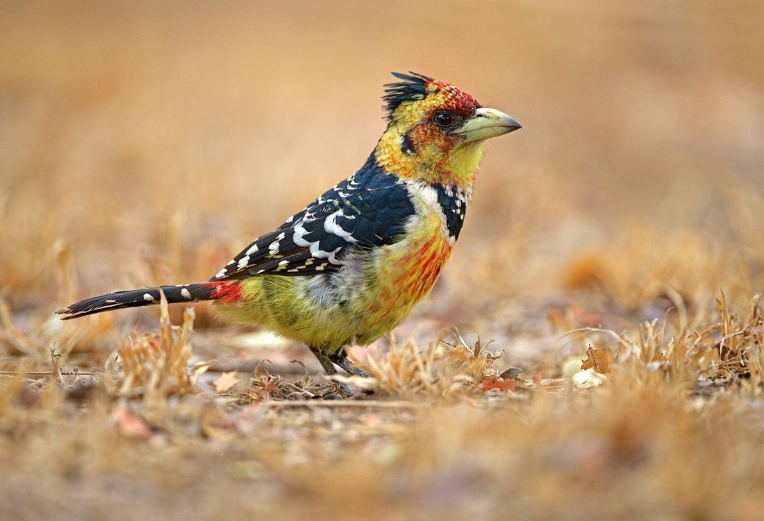Crested Barbet