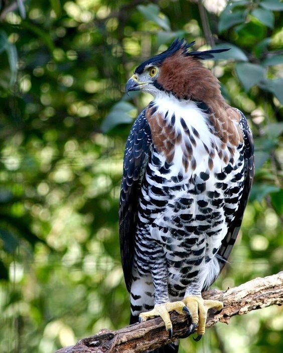 Crowned Eagle