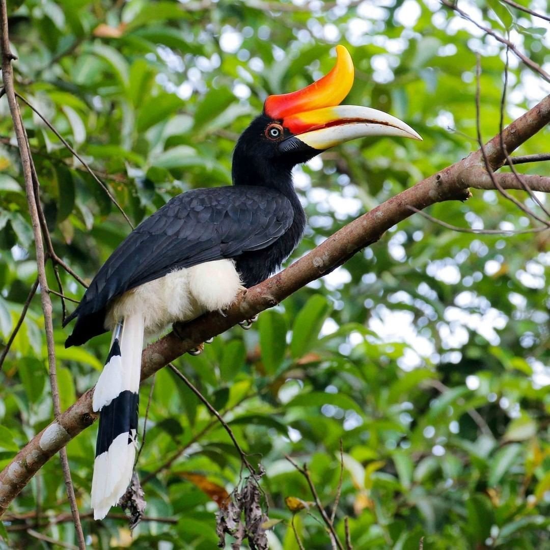 Crowned Hornbill
