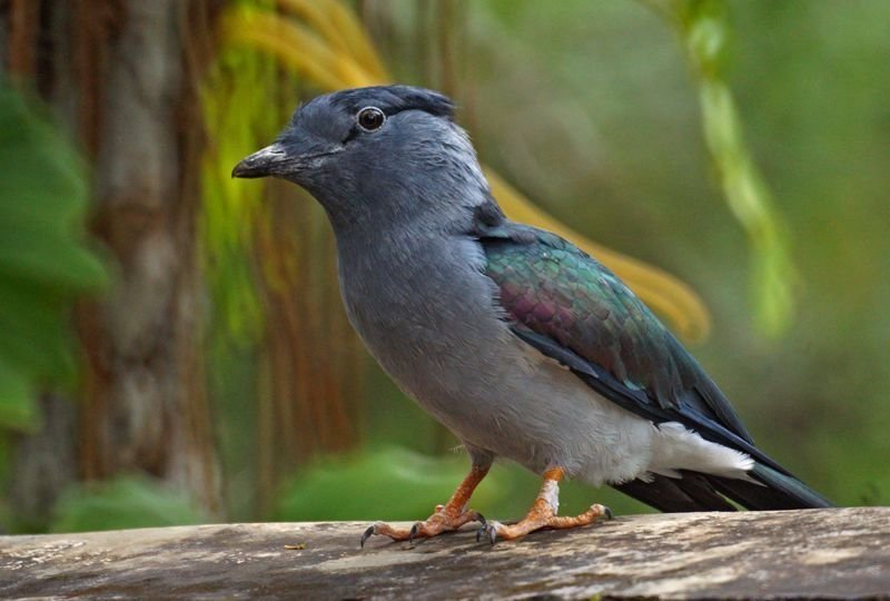 Cuckoo-Roller
