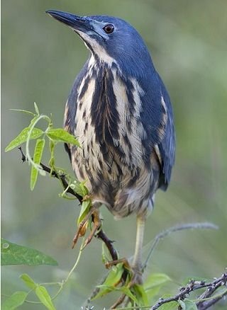 Dwarf Bittern