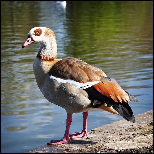 Egyptian Goose