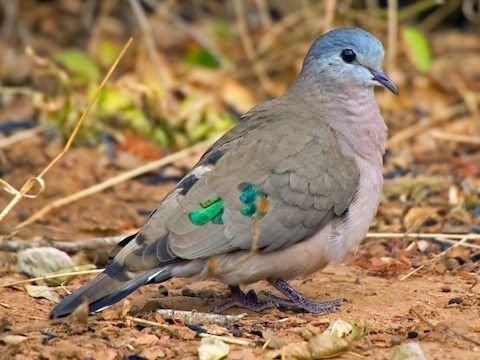 Emerald-spotted Wood-Dove