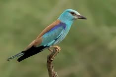 European Roller