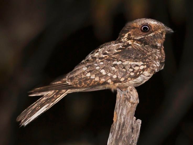 Fiery-necked Nightjar