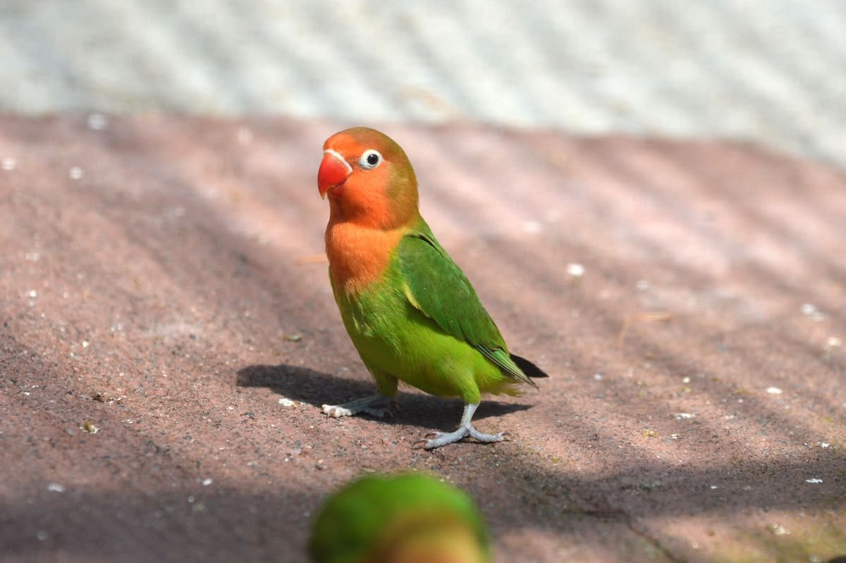 Fischer's Lovebird