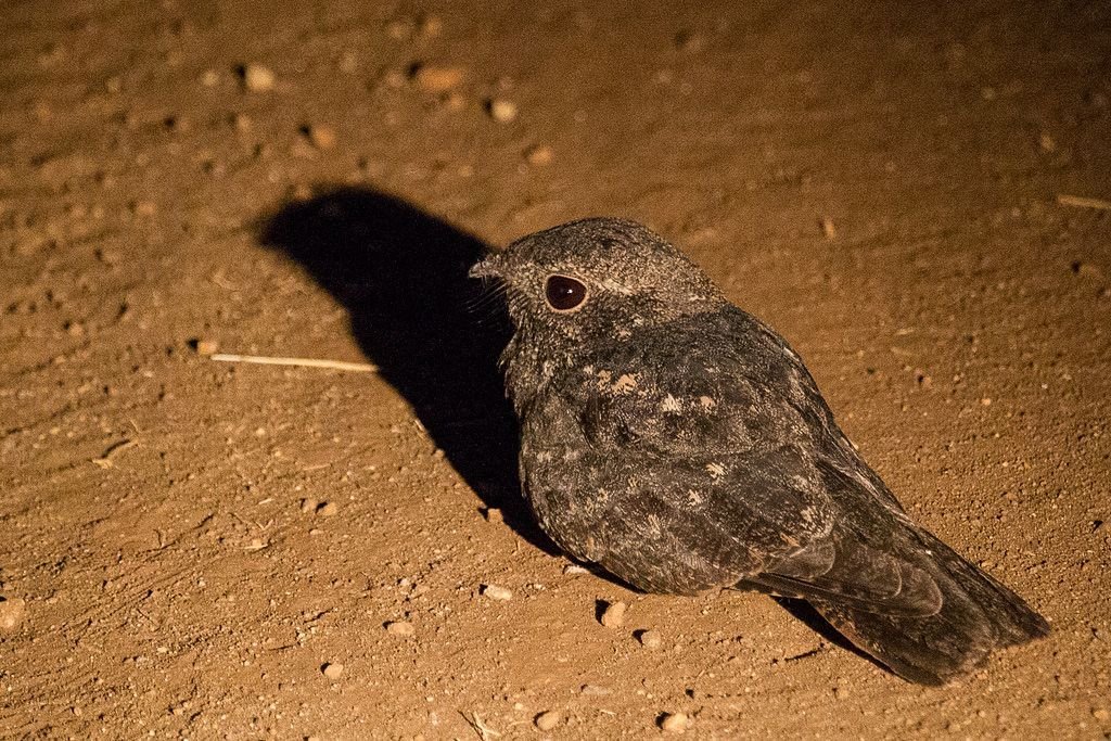 Freckled Nightjar