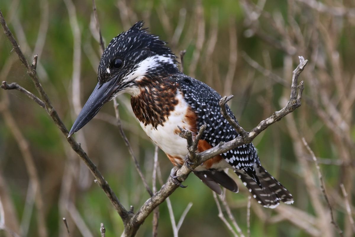 Giant Kingfisher