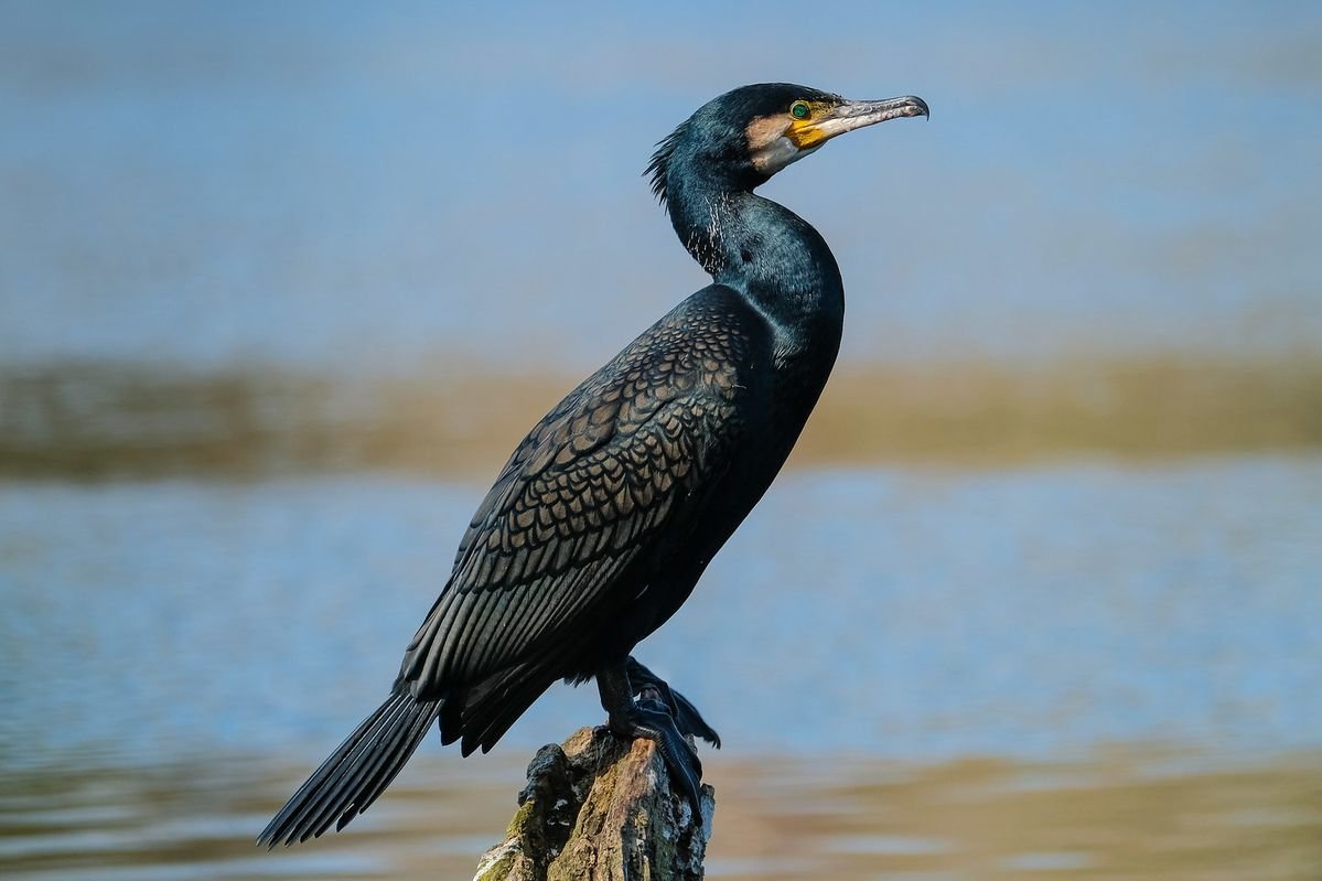 Great Cormorant