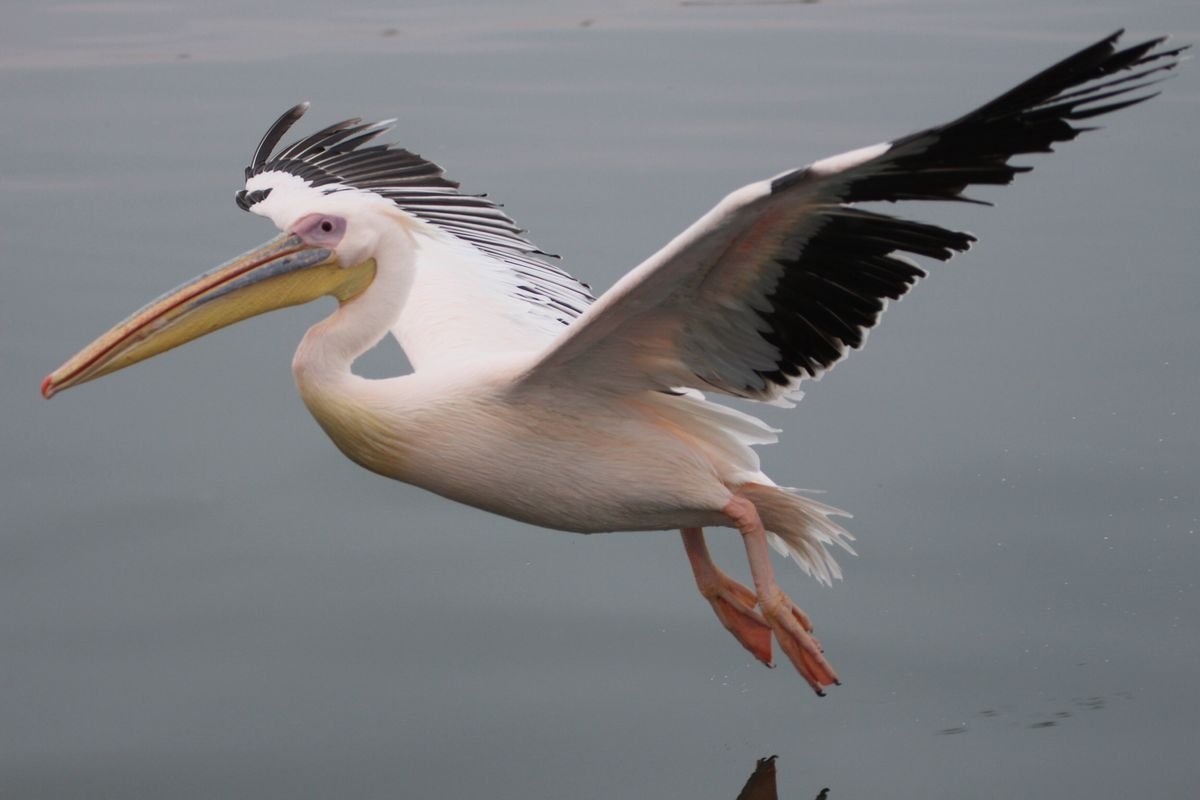 Great White Pelican