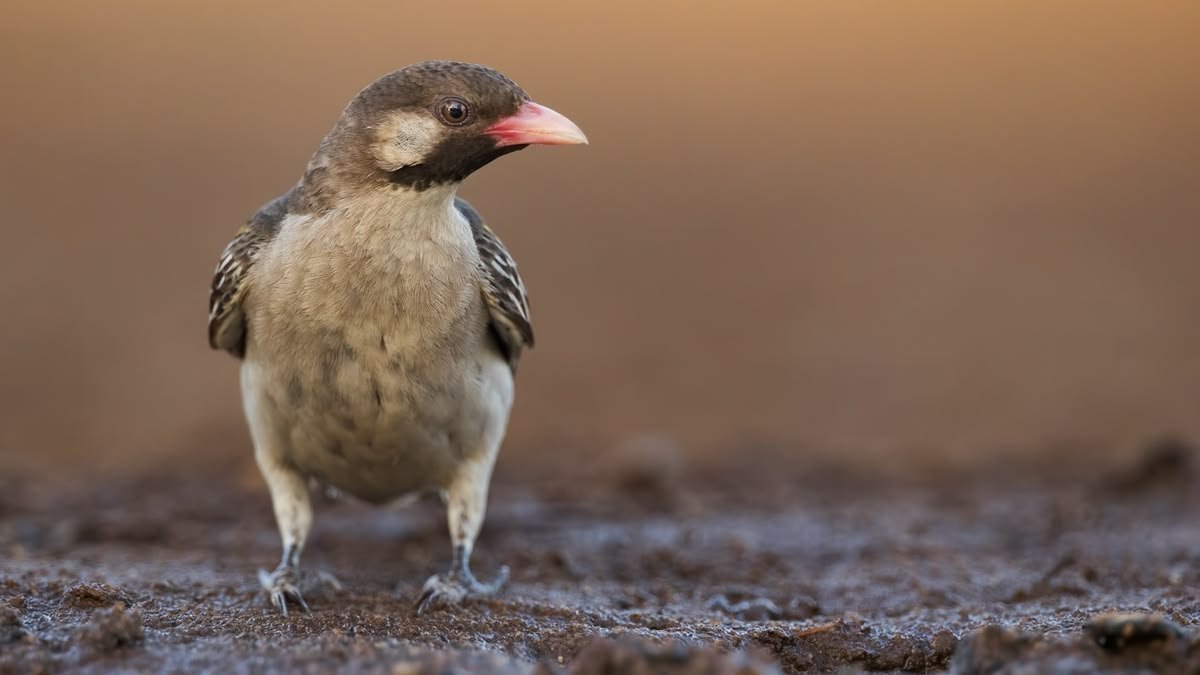 Greater Honeyguide