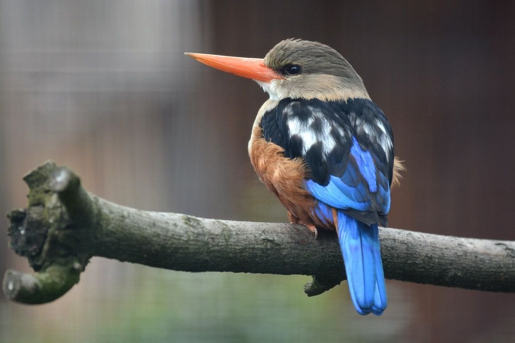 Grey-headed Kingfisher