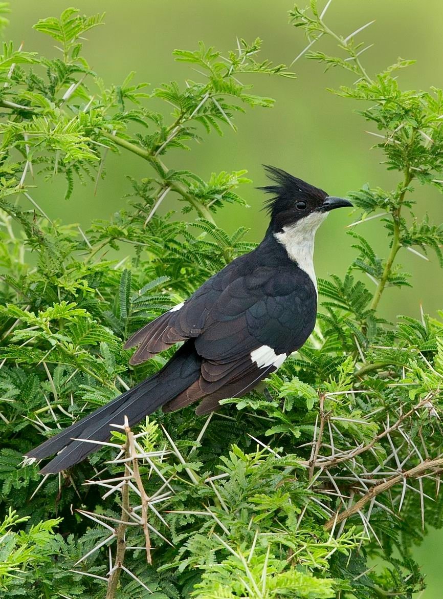 Jacobin Cuckoo