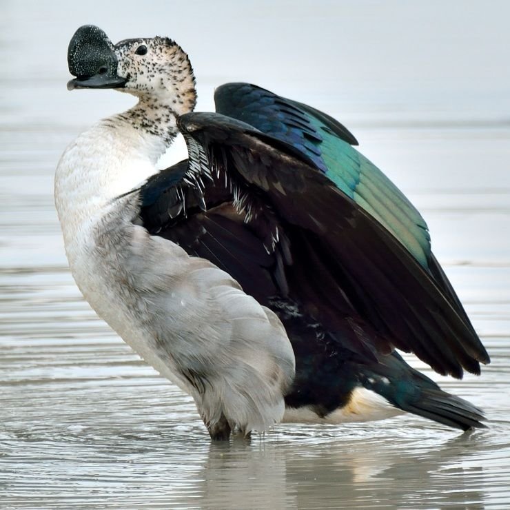Knob-billed Duck