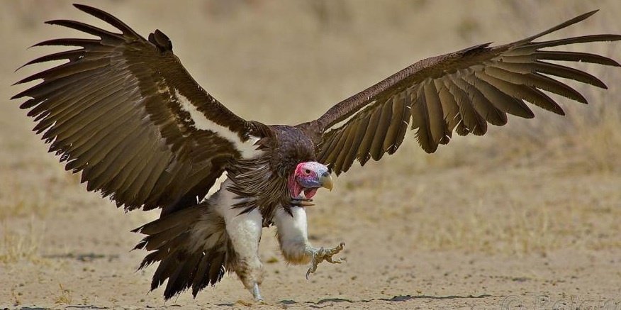 Lappet-faced Vulture