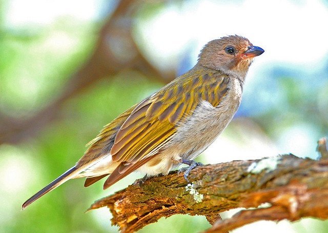 Lesser Honeyguide