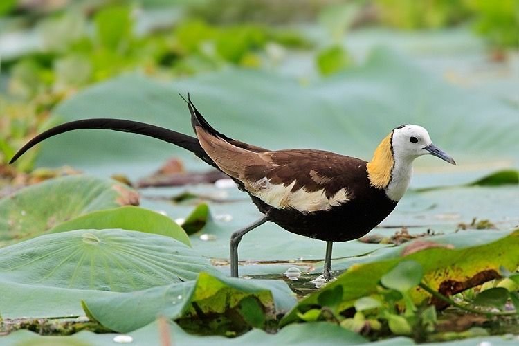 Lesser Jacana