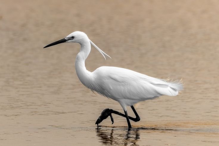 Little Egret
