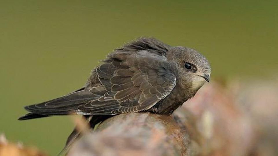Little Swift