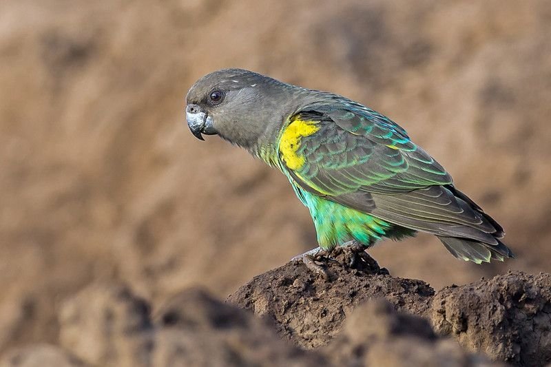Meyer's Parrot
