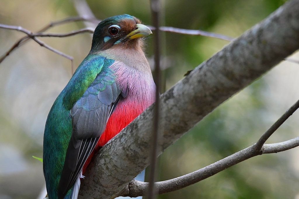 Narina Trogon