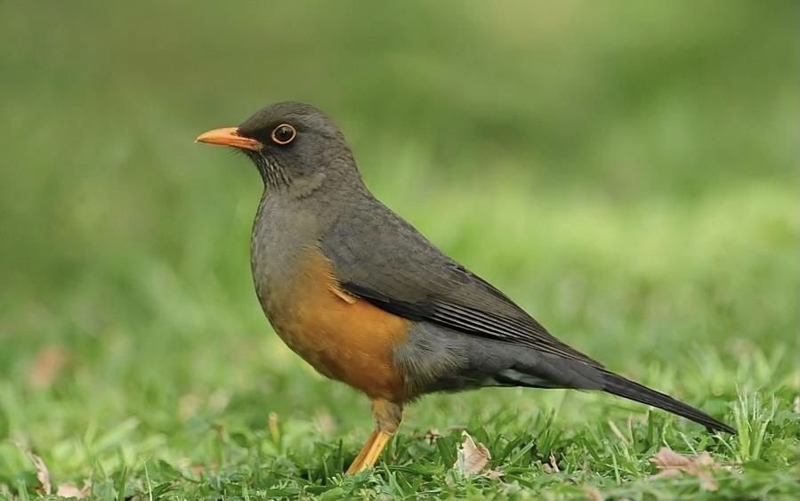 Olive Thrush
